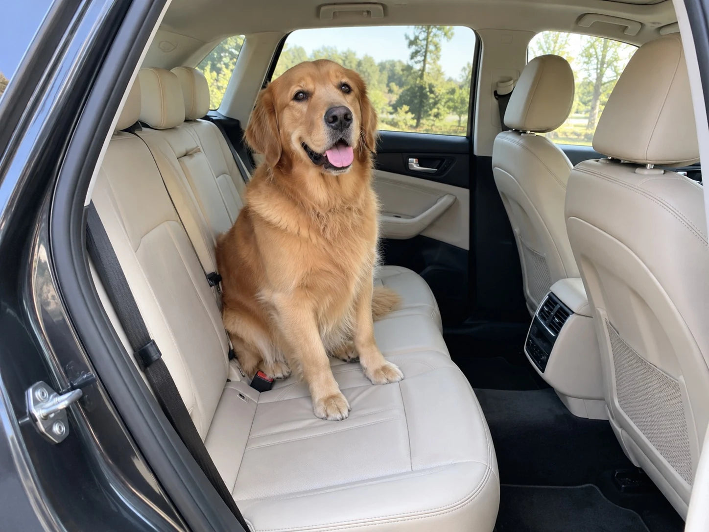 Before: the dog on the uncovered rear seat